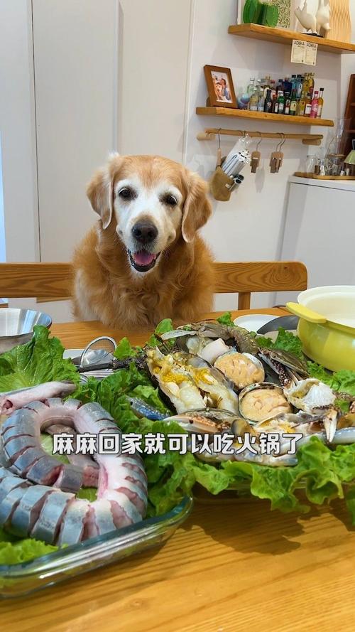 火锅店餐具给狗喂食
