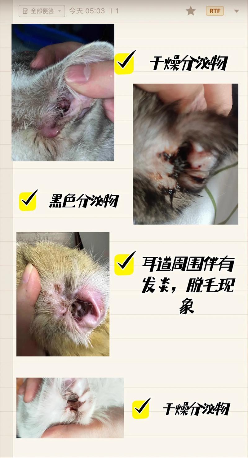耳中取出活体猫螨虫，惊恐！男子耳朵里竟发现活体猫螨虫！