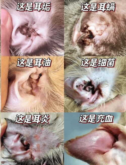 耳中取出活体猫螨虫，惊恐！耳中取出活体猫螨虫，宠物健康问题不容忽视！